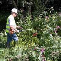 Himalayan Balsam